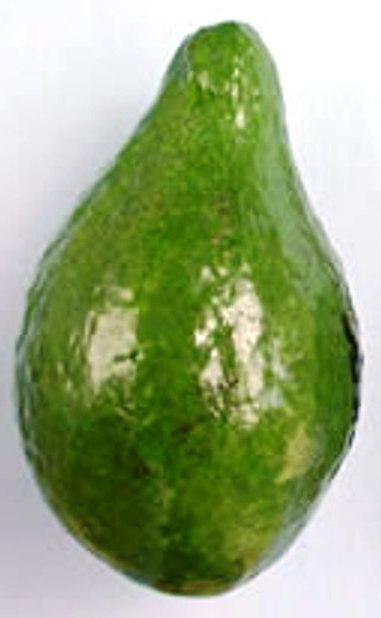Regular Avocado